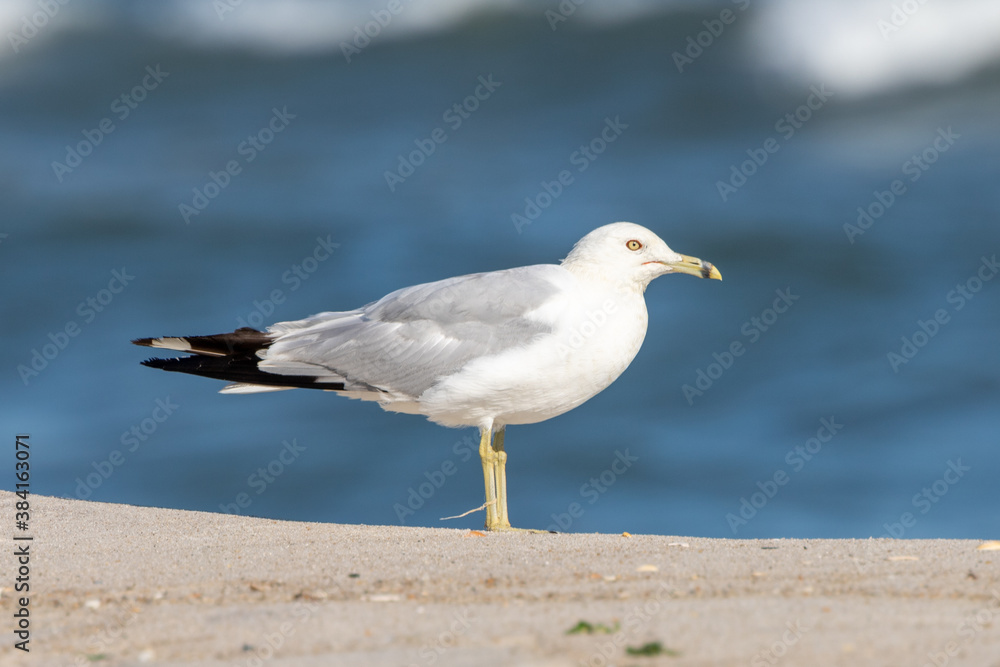 Birds At West Gilgo Beach Birds At West Gilgo Beach