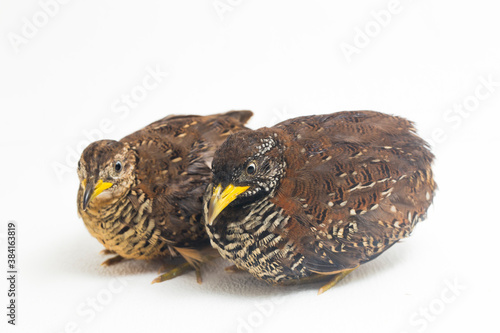 A pair of barred buttonquail or common bustard-quail (Turnix suscitator) isolated on white background
 photo