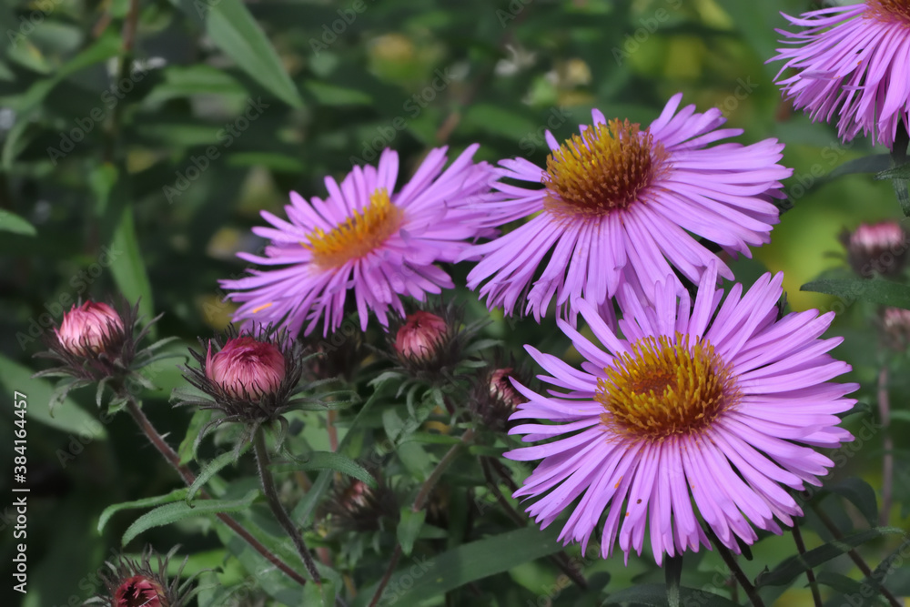 pink and purple flower pink and purple flower
