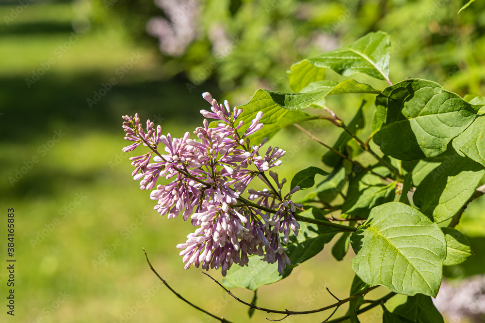 Branch of lilac with green leaves and buds blooms on a green blurred background in summer Branch of lilac with green leaves and buds blooms on a green blurred background in summer