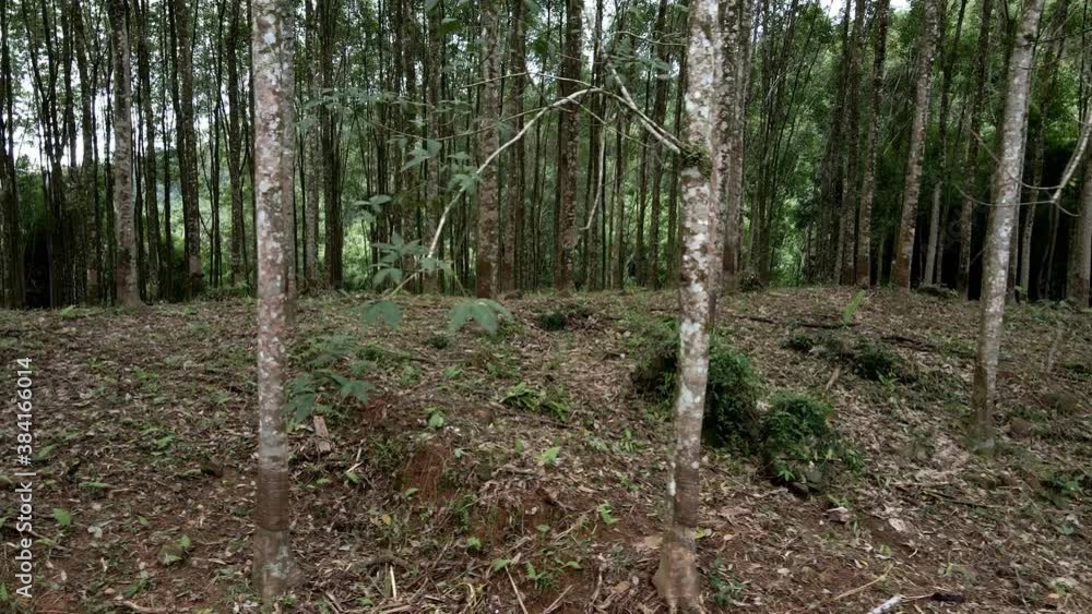 side trucking shot of a rubber tree plantation with latex rubber trees on a rubber farm in Thailand side trucking shot of a rubber tree plantation with latex rubber trees on a rubber farm in Thailand