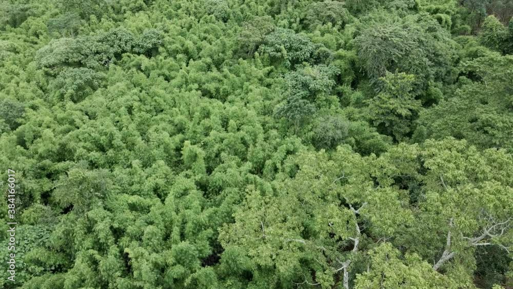 Ascending Aerial drone shot of a dense bamboo forest in the middle of a jungle Ascending Aerial drone shot of a dense bamboo forest in the middle of a jungle