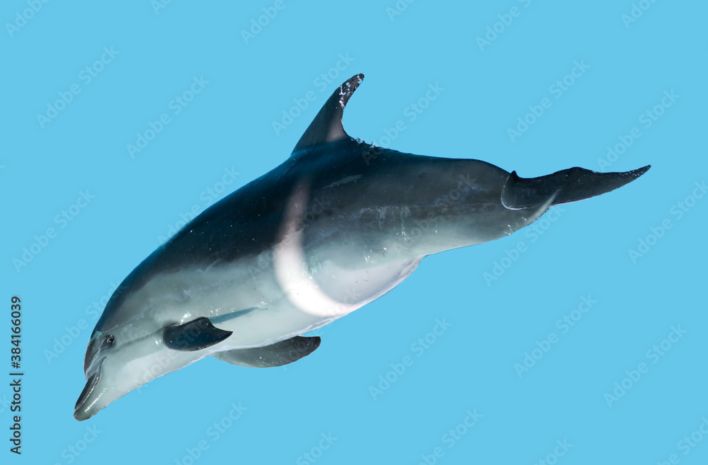 Fototapeta premium Dolphin is isolated on a blue background.
