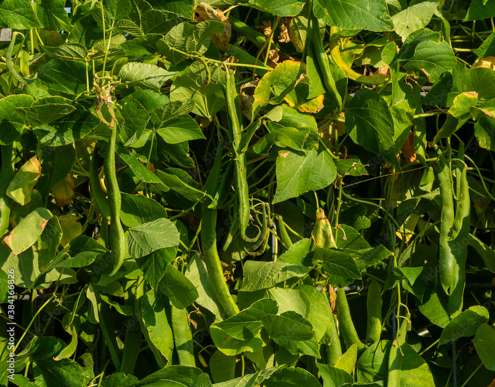 Close up of Flat bean growing (Phaseolus vulgaris)
