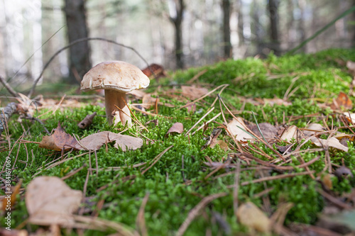 Cute mushroom is growing in the grass in the forest. Beautiful small brown cap of a cep is in the focus. It is vegetarian diet food.
