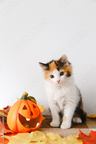 cute black-white-red kitten for Halloween with a pumpkin on a plaid