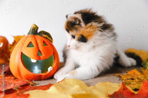 cute black-white-red kitten for Halloween with a pumpkin on a plaid