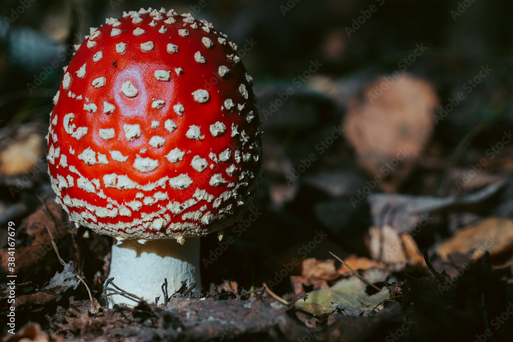 Fly agaric mushroom in autumn forest. Red fly agaric growing in moss. Poison fly agaric mushrooms in nature. Fall season background. Dry leaves. Copy space. Amanita Muscaria or toadstool in forest. Fly agaric mushroom in autumn forest. Red fly agaric growing in moss. Poison fly agaric mushrooms in nature. Fall season background. Dry leaves. Copy space. Amanita Muscaria or toadstool in forest.