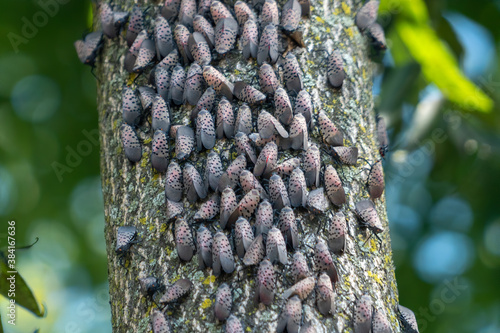 Spotted Lantern Flies on Trees