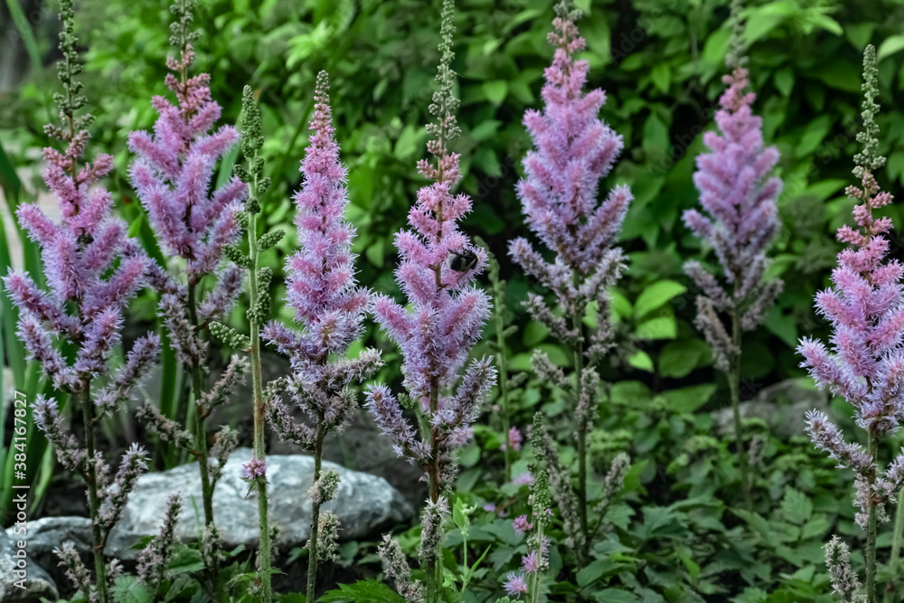 Field pink and lilac flowers Astilbe chinensis Field pink and lilac flowers Astilbe chinensis