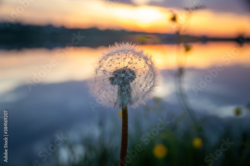 Dandelion at sunset