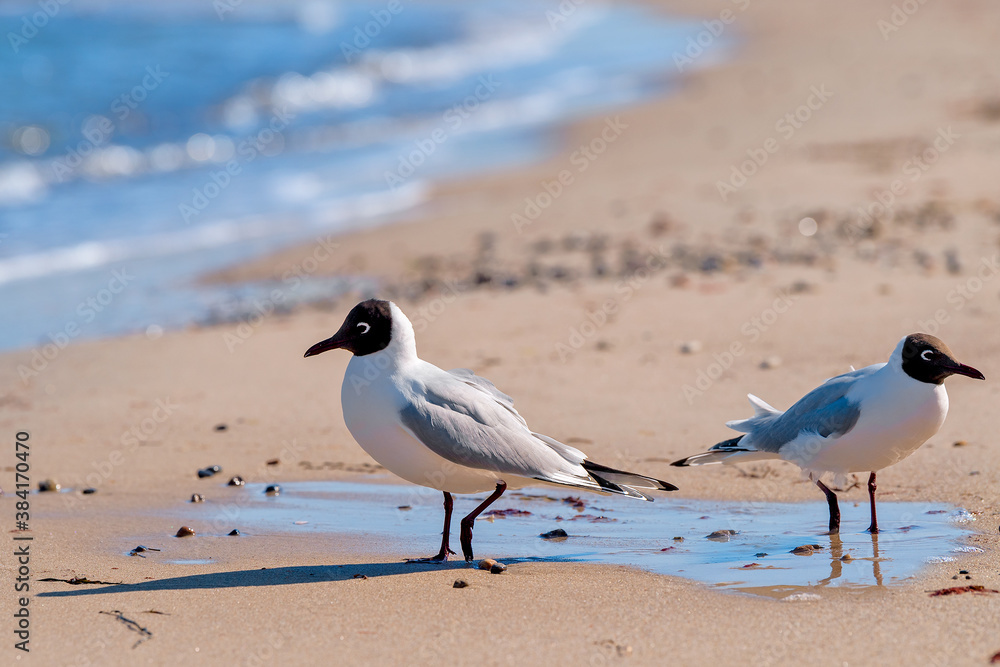Fototapeta premium Möwen an der Ostsee in Kühlungsborn