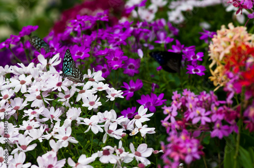The name of these flowers is Cineraria. Scientific name is Pericallis × hybridus .