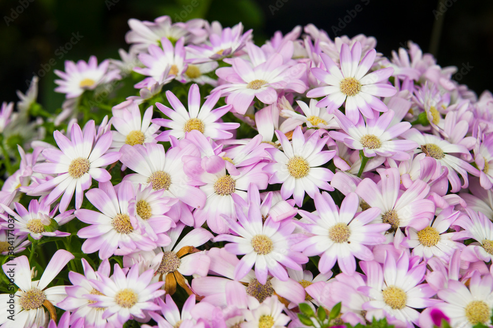 The name of these flowers is Cineraria. Scientific name is Pericallis × hybridus . The name of these flowers is Cineraria. Scientific name is Pericallis × hybridus .