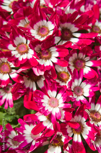 The name of these flowers is Cineraria. Scientific name is Pericallis × hybridus .