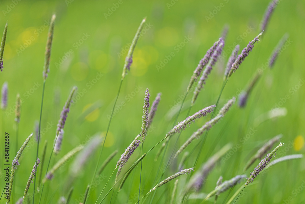 Blades of Alopecurus pratensis, also known as the meadow foxtail, in close-up view on a blurred meadow background