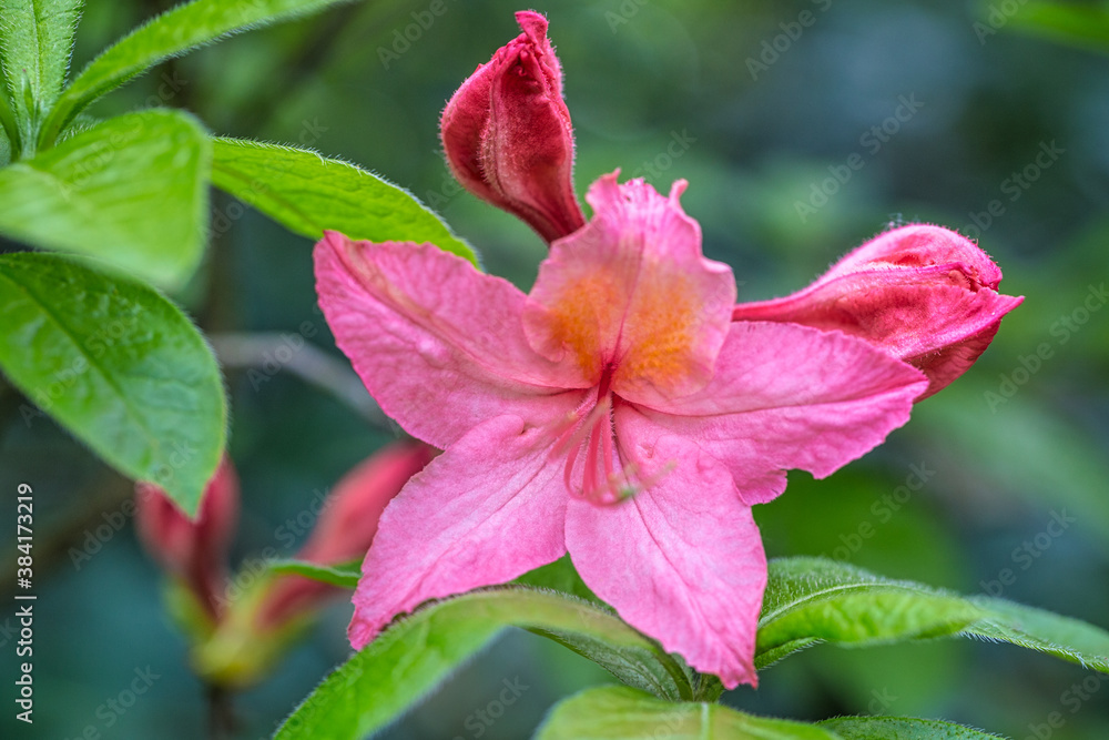 Azalea pink flower in close-up view on a blurred background. Azalea pink flower in close-up view on a blurred background.