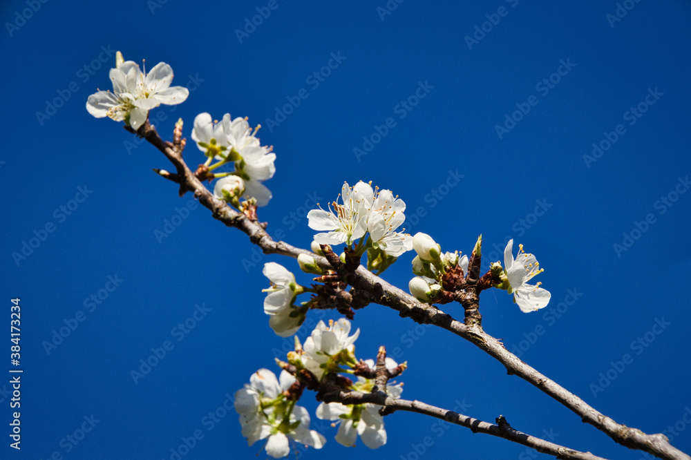 white cherry blossom white cherry blossom