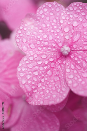 ピンクの紫陽花