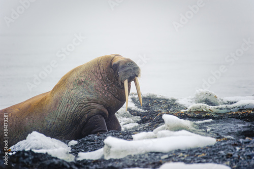 Walruses lie on a beach in the Arctic, on Franz Josef land. Wildlife