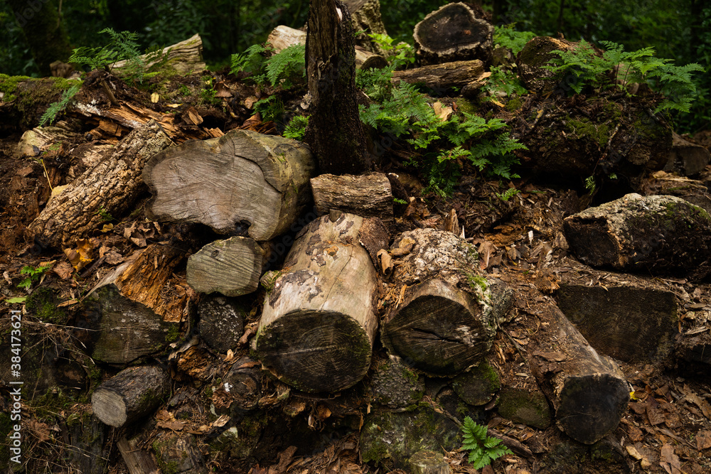 Tree wood logs stacked in the middle of the forest. Sintra, Portugal. Tree wood logs stacked in the middle of the forest. Sintra, Portugal.
