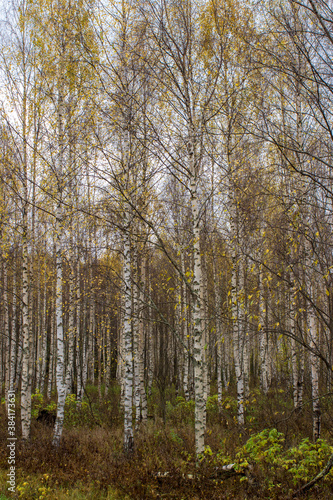 Birches in the autumn