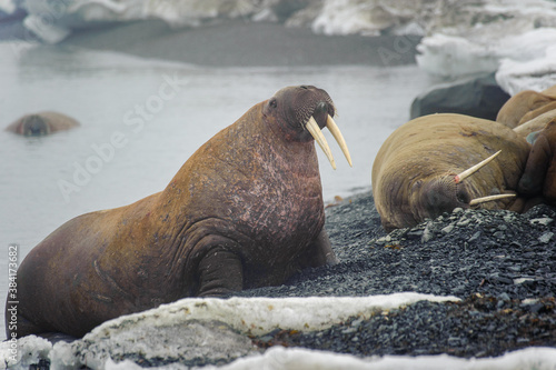Walruses lie on a beach in the Arctic, on Franz Josef land. Wildlife