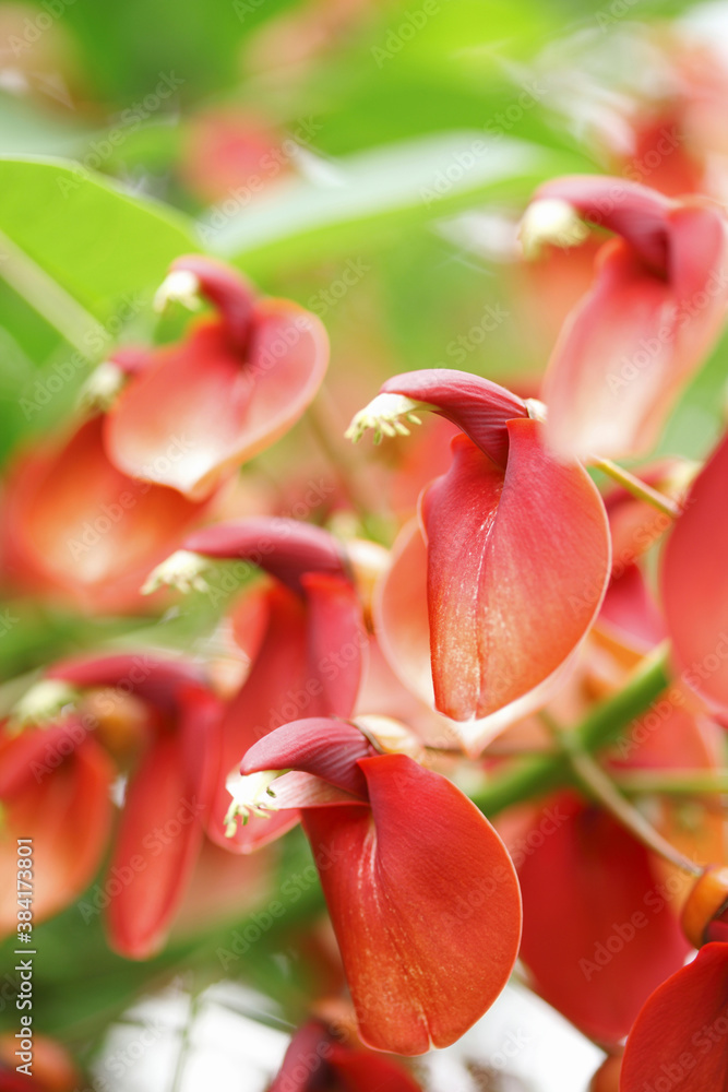 Obraz premium アメリカデイゴ