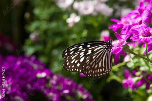 Butterfly is sucking flower nectar.The name of the butterfly is Ceylon blue glassy tiger.
Scientific name is Ideopsis similis. photo