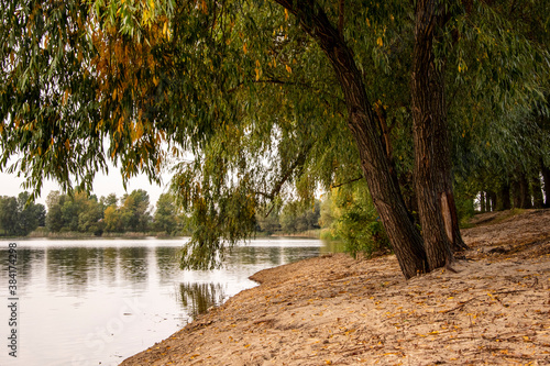 Ukraine, Kyiv - 9 October 2020:: Trees near lake Nebrezh photo