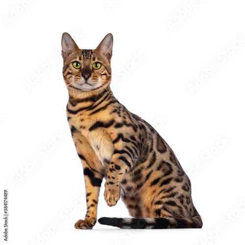 Handsome young male Bengal cat sitting side ways, looking to camera. One paw playful in air. Isolated on white background. © Nynke