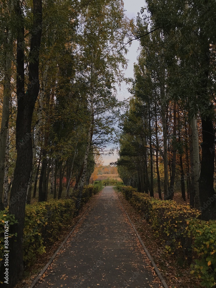 Fototapeta premium path in the woods