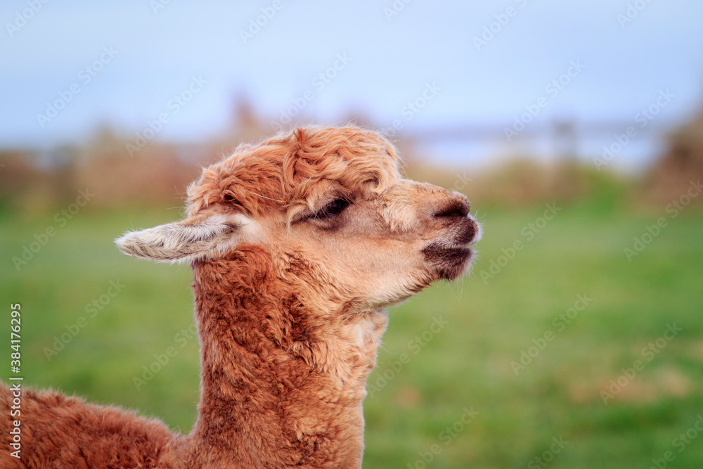 Fototapeta premium close up head of new zealnd alpaca against green blur background