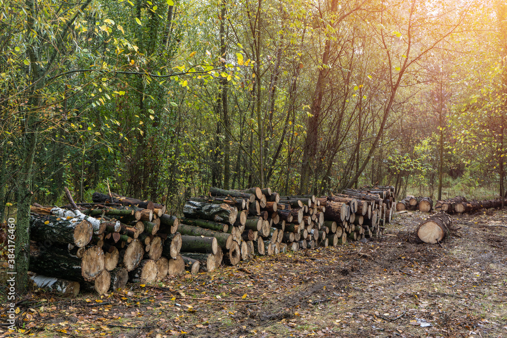 Log trunks pile, the logging timber forest wood industry Log trunks pile, the logging timber forest wood industry