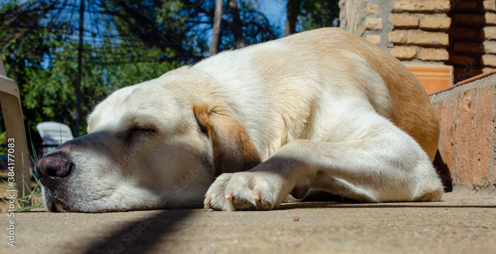 Selective focus on a white spanish Mastiff sleeping on the floor. Blurry background.
