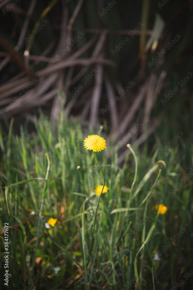 Wild and small yellow wildflowers of Taraxacum officinale or the common dandelion. Common dandelion is a commonly used herbal remedy. Wild and small yellow wildflowers of Taraxacum officinale or the common dandelion. Common dandelion is a commonly used herbal remedy.