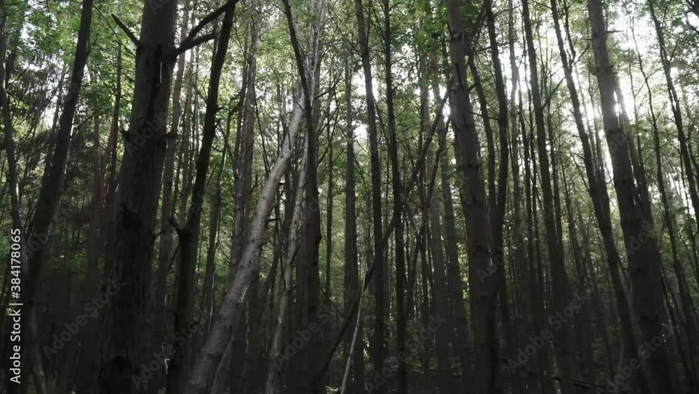 Sun in the branches of trees Sun in the branches of trees
