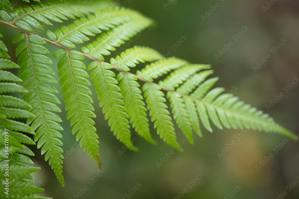 A close up with soft focus on green fern leaf
