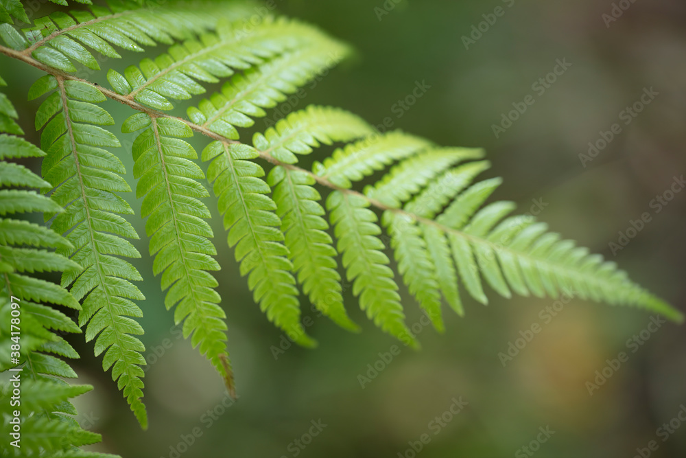 A close up with soft focus on green fern leaf A close up with soft focus on green fern leaf