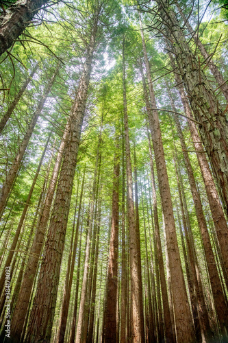 Redwood trees from bottom up  in Redwoods Whakarewarewa Forest  Rotorua  New Zealand