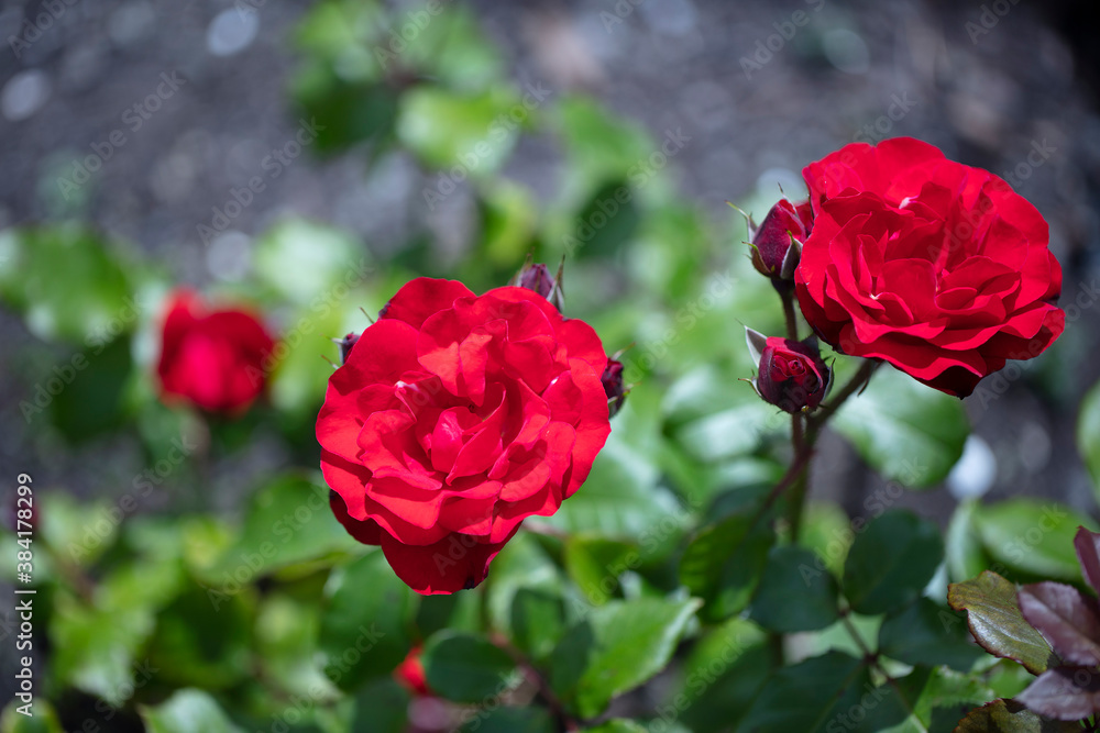 Orange or deep orange-red Floribunda Ponderosa roses with mild fragrance. Orange or deep orange-red Floribunda Ponderosa roses with mild fragrance.