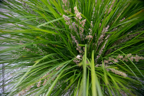 Fotografía Australian native green lomandra longifolia tanika grass or basket grass