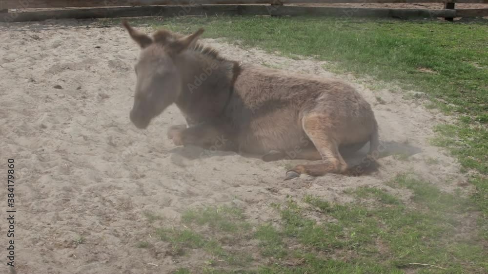 A donkey is lying on the sand on a sunny day at the farm. A donkey is lying on the sand on a sunny day at the farm.
