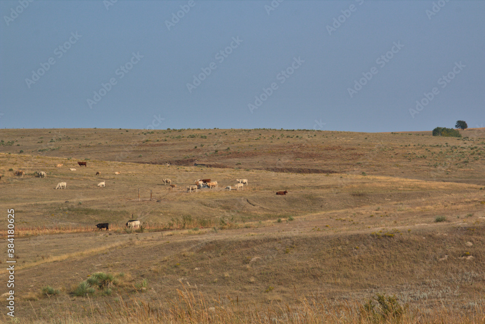 Fototapeta premium Cattle Grazing in rural Nebraska