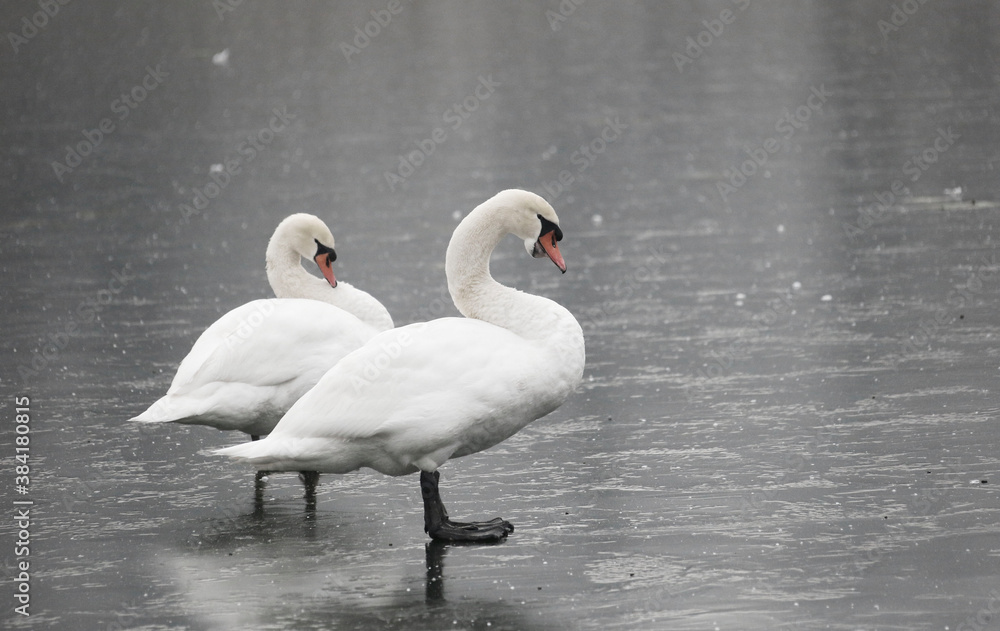 Obraz premium A Mute Swan (cygnus olor) in the Ziegeleipark, Heilbronn, Germany