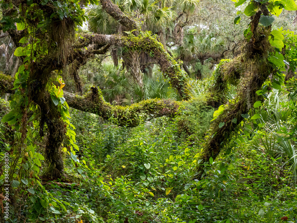 Lush green tropical forest in southwestern Florida in the United States Lush green tropical forest in southwestern Florida in the United States