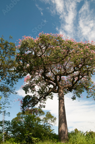 tall tree with flowers