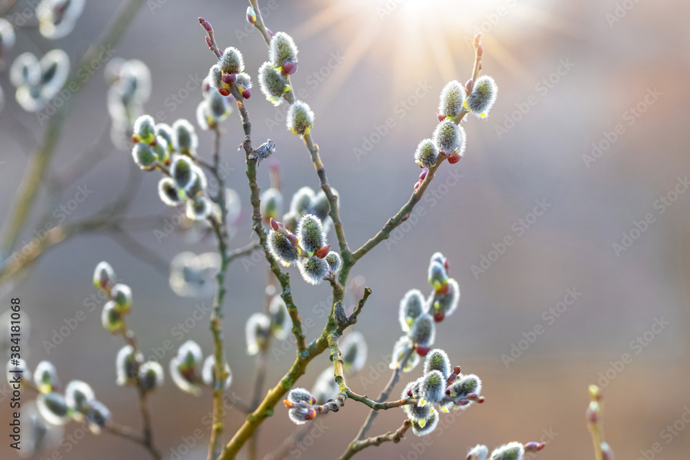 Pussy-willow branches with catkins on a blurred background in sunlight, spring background Pussy-willow branches with catkins on a blurred background in sunlight, spring background
