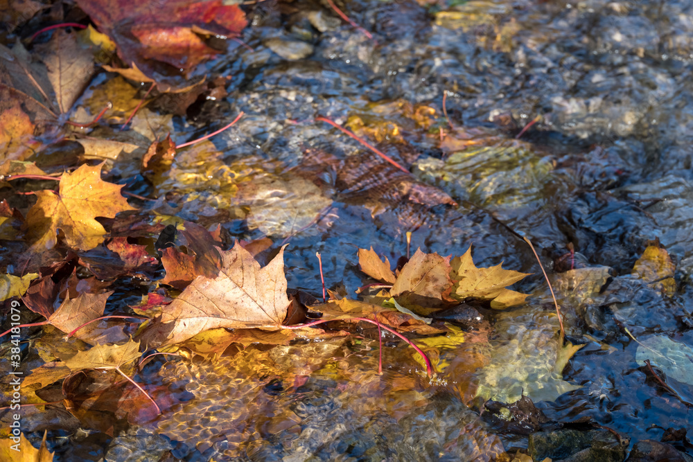 Maple leaf in water, floating autumn maple leaf. Colorful leaves in stream. Sunny autumn day. Autumn concept