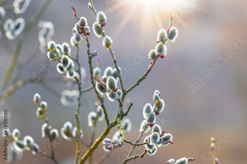 Pussy-willow branches with catkins on a blurred background in sunlight, spring background